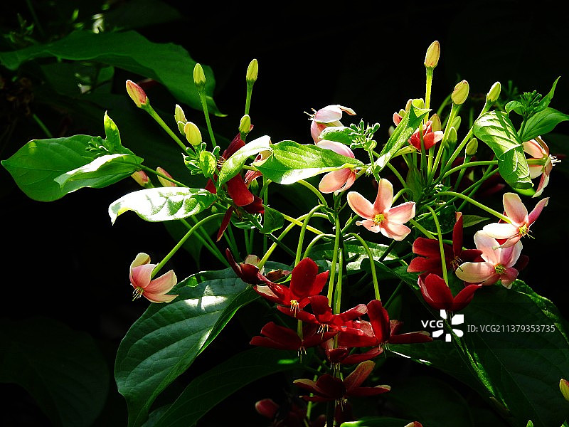 使君子图片素材