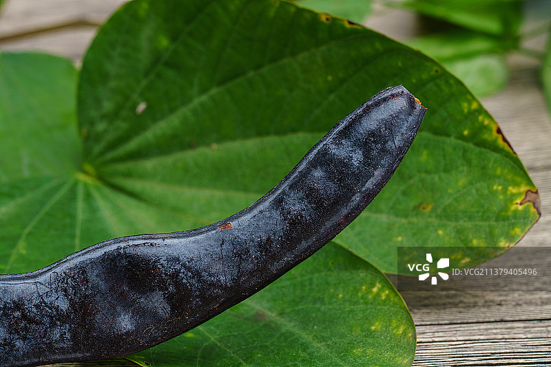 一条皂角图片素材