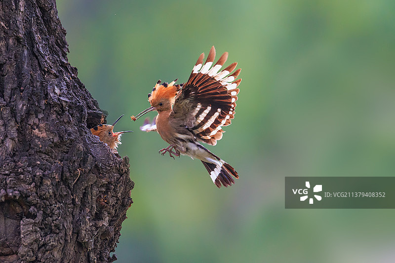 谁言寸草心 报得三春晖图片素材