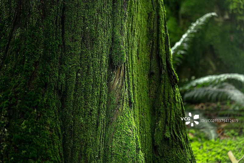 北美温带雨林景观图片素材