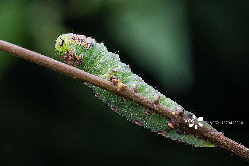 天蛾幼虫图片素材