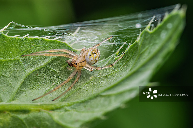 蜘蛛图片素材