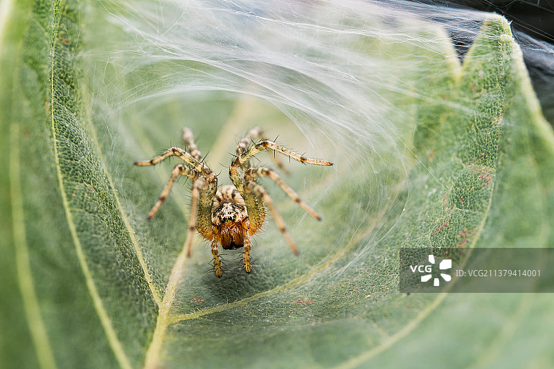 蜘蛛图片素材