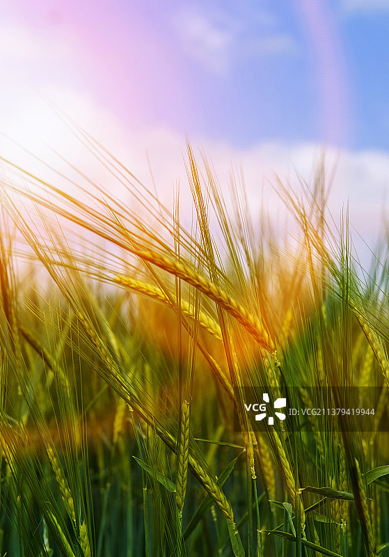 麦田的特写及全景图片素材