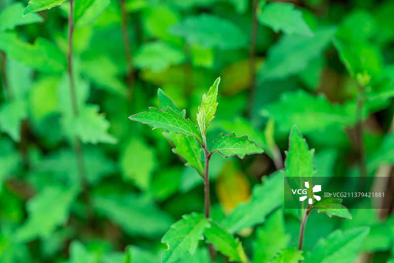 春天的野菜马兰头图片素材