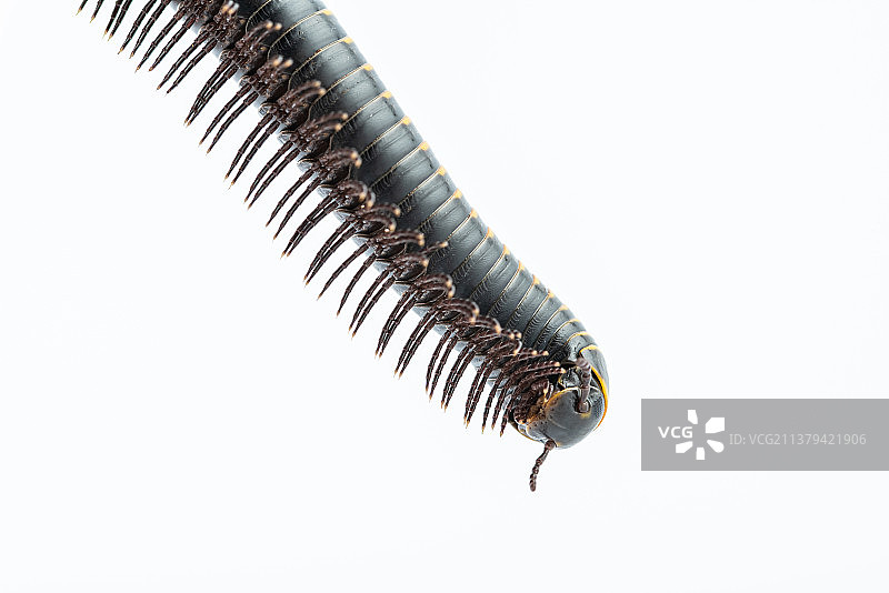 千足虫脚部特写图片素材