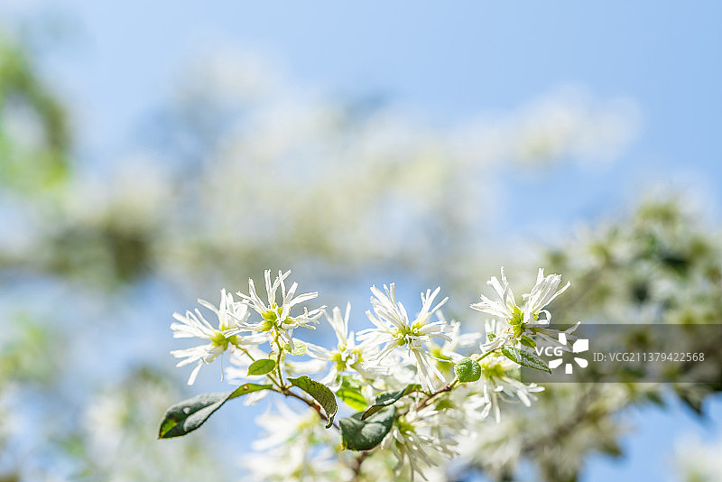 春天盛开的白花檵木图片素材