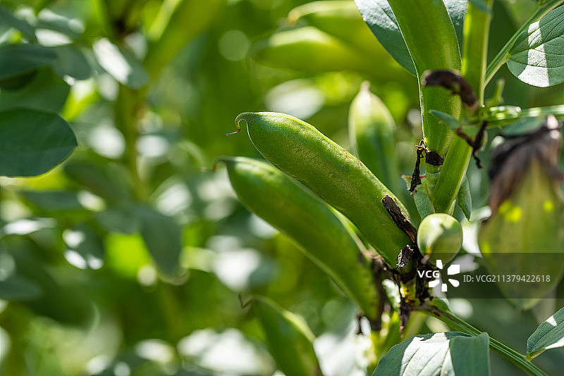春天蚕豆苗结满了蚕豆图片素材