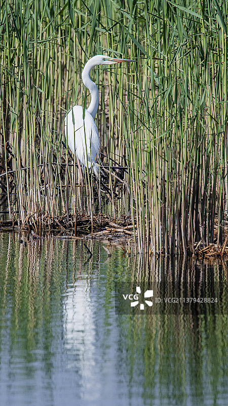 自然生态野生动物鸟类手机壁纸图片图片素材