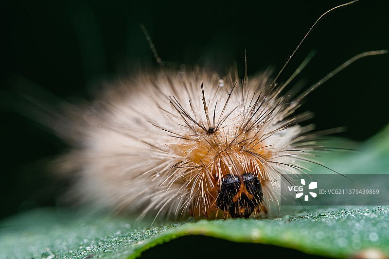 毛毛虫图片素材