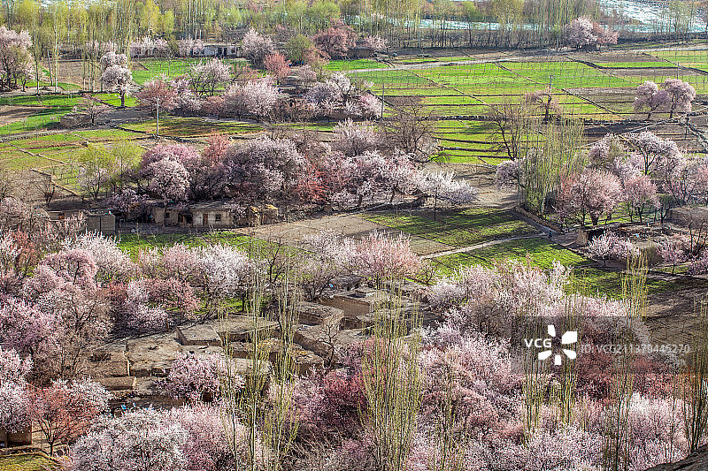 南疆杏花村阿勒玛勒克图片素材