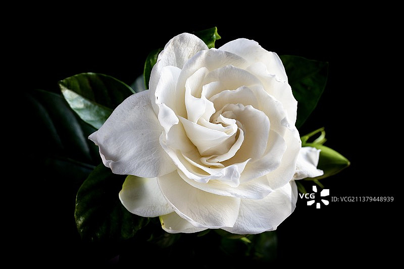 栀子花图片素材