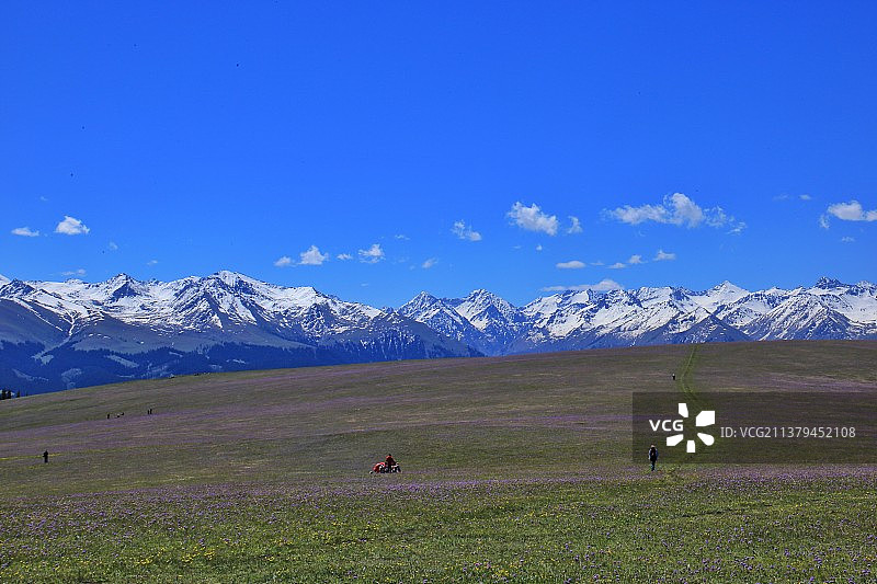 新疆伊犁喀拉峻草原鲜花台图片素材