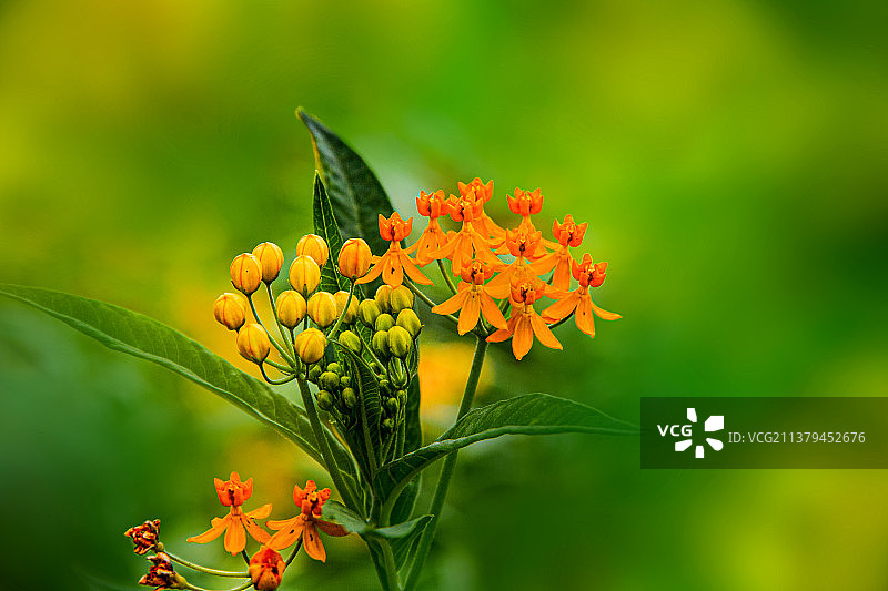 马利筋图片素材