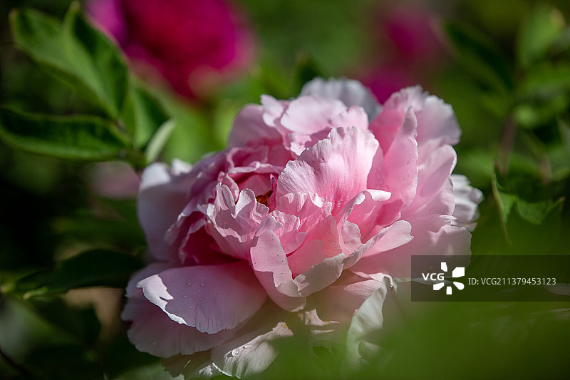 春天公园中绽放的牡丹花图片素材