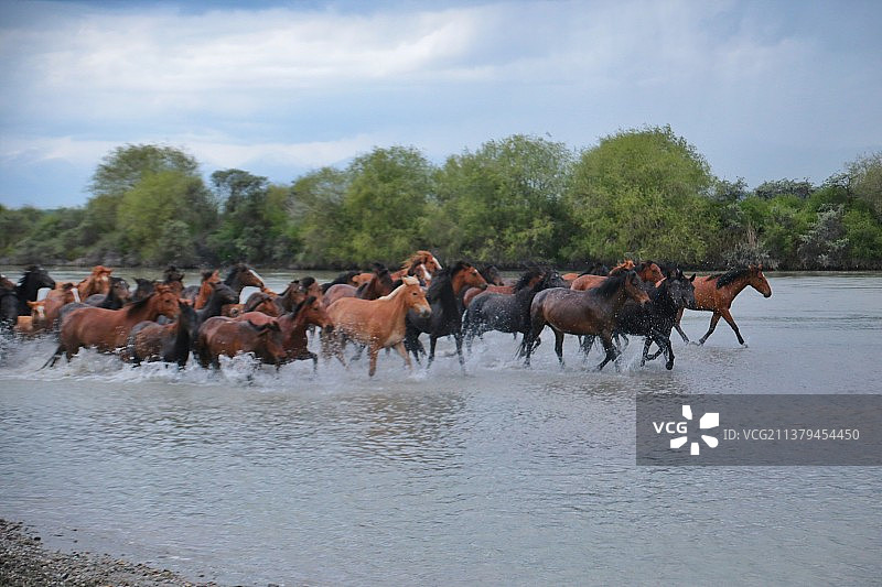 新疆昭苏湿地公园天马浴河图片素材