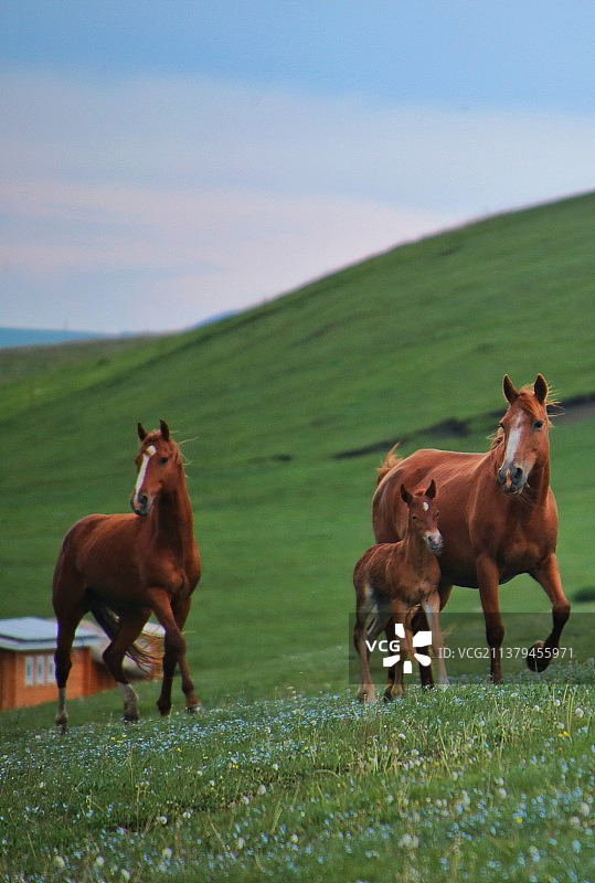 新疆昭苏湿地公园天马浴河图片素材