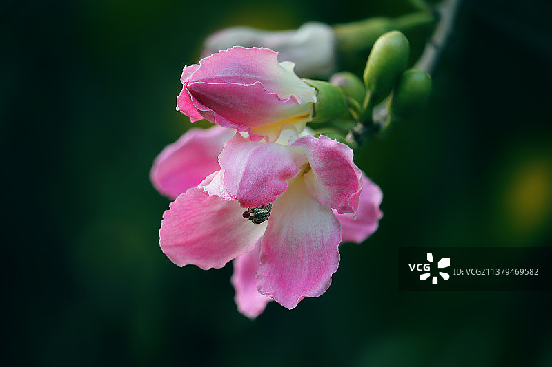 沙漠玫瑰图片素材