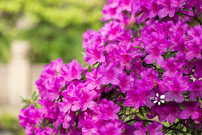 寄畅园与杜鹃花图片素材