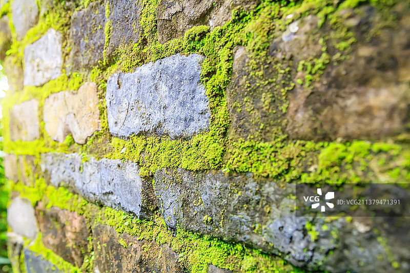 青砖墙和生长的绿色苔藓图片素材