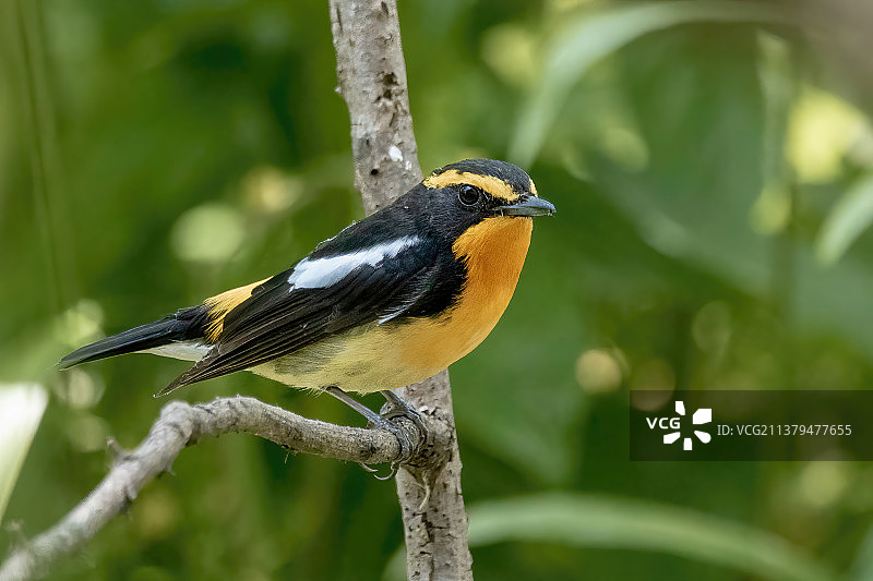 黄眉姬鹟图片素材