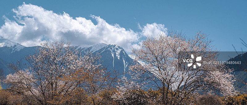 春季的西藏，林芝波密桃花沟的雪山桃花图片素材