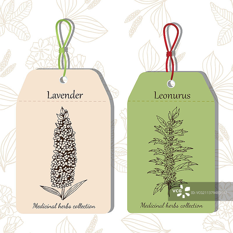 薰衣草和益母草图片素材