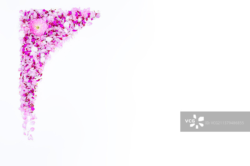 中国野生植物影棚拍摄拍摄主题，用重瓣榆叶梅花瓣和紫荆树花瓣排列组合的几何形状图形，室内无人图像摄影图片素材