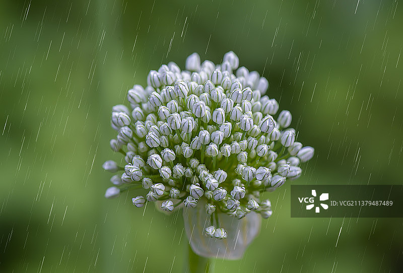 雨中洋葱花图片素材