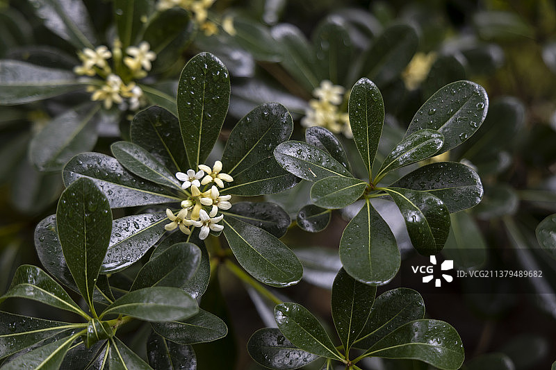 七里香图片素材