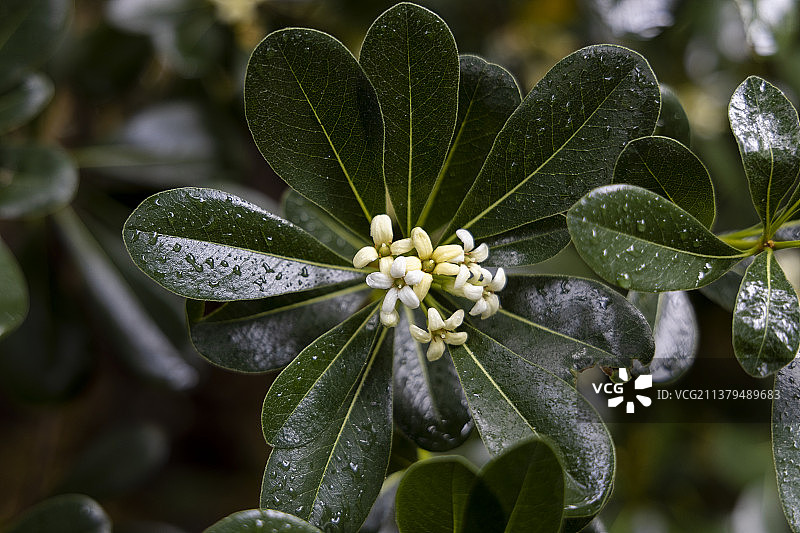 七里香图片素材
