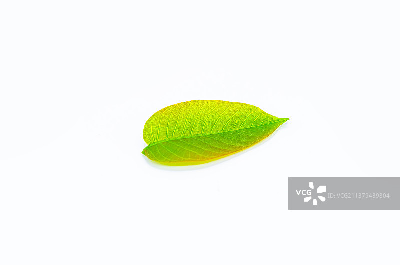 中国野生植物影棚拍摄拍摄主题，鲜嫩的绿色树叶纹理特写和枝芽，室内无人图像摄影图片素材