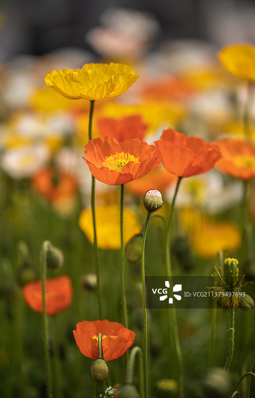 虞美人图片素材