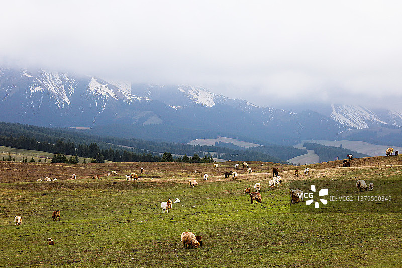 雪山下的羊群图片素材