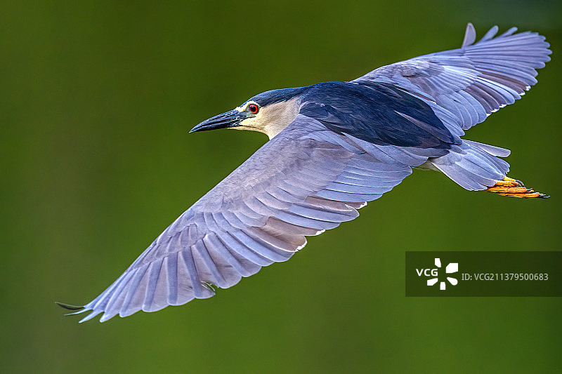 傍晚的夜鹭图片素材