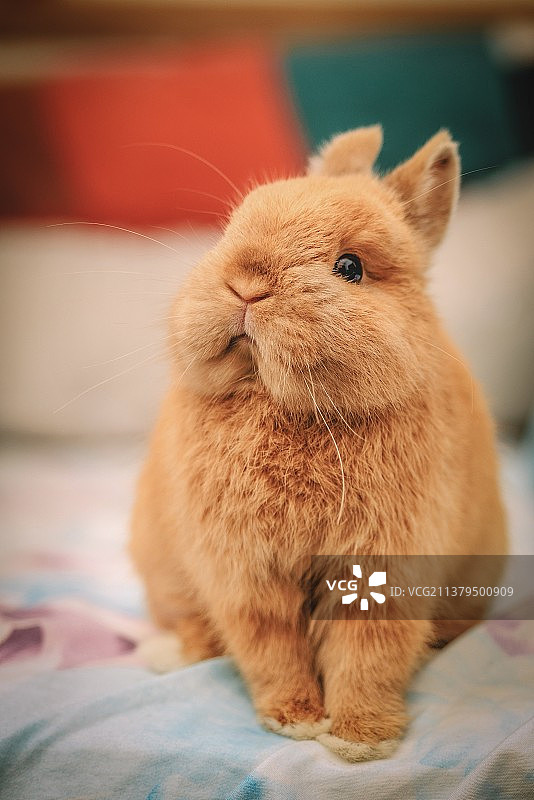 侏儒兔图片素材