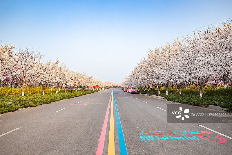 亚洲中国河南郑州樱花园樱花和柏油路春季风光图片素材