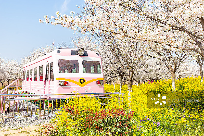 中国河南郑州樱花园樱花和粉色火车网红打卡地春季风光图片素材