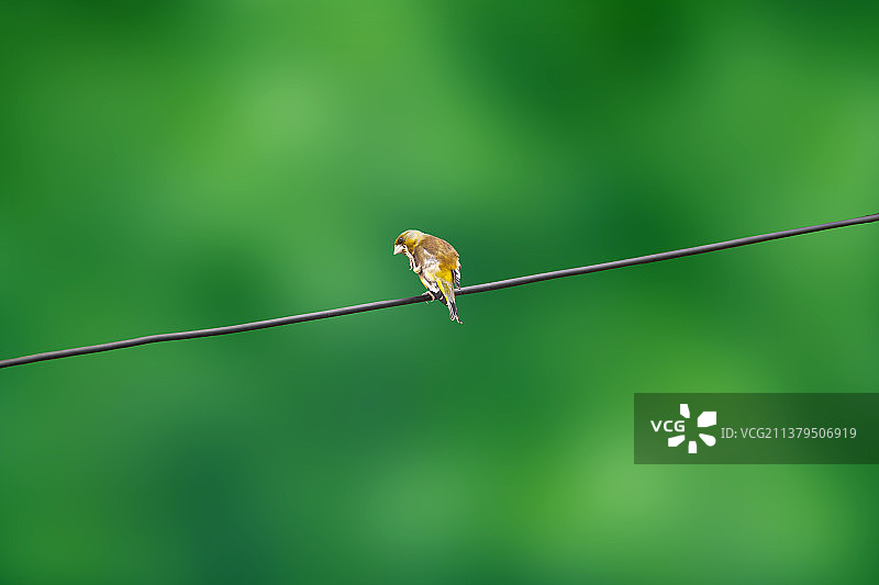 城市电线上挠痒的金翅鸟Grey-cappedGreenfinch图片素材