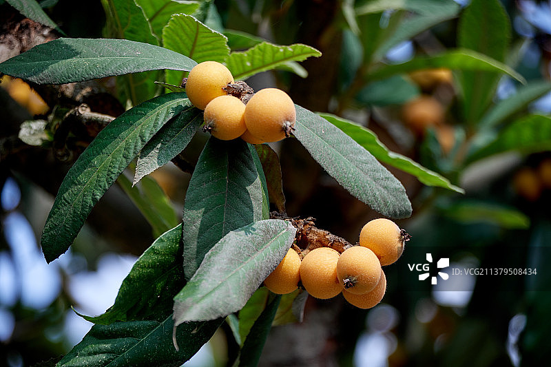 树上成熟的枇杷果实图片素材