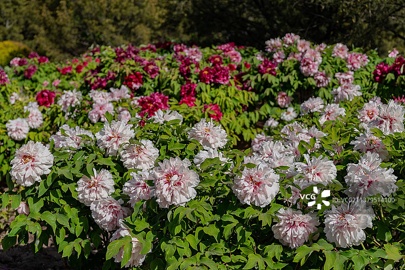 牡丹盛开，花团锦簇图片素材