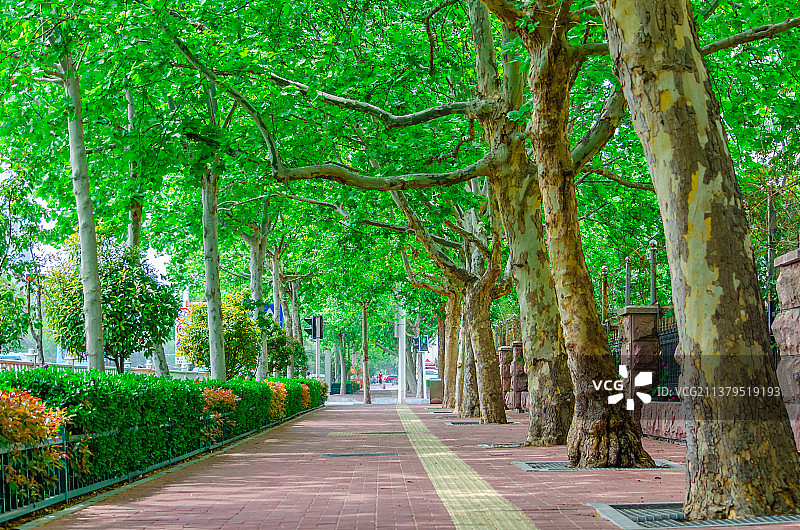 中国城市道路人行步道拍摄主题，延伸的砖地散步道和两侧绿色的法国梧桐树和公园长椅，户外白昼无人图像摄影图片素材