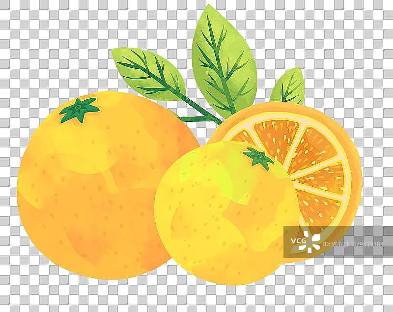 手绘橙子水果切片图图片素材