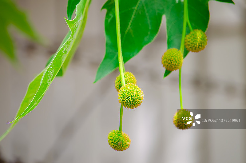 中国野生植物拍摄主题，法国梧桐树结出的绿色的圆球果实种子，户外白昼无人图像摄影图片素材