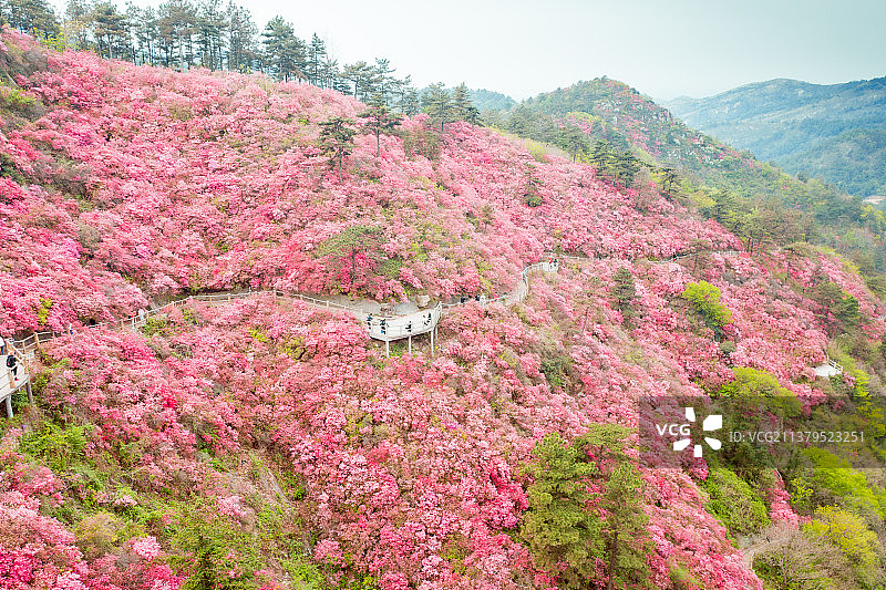 武汉黄陂云雾山杜鹃花海图片素材