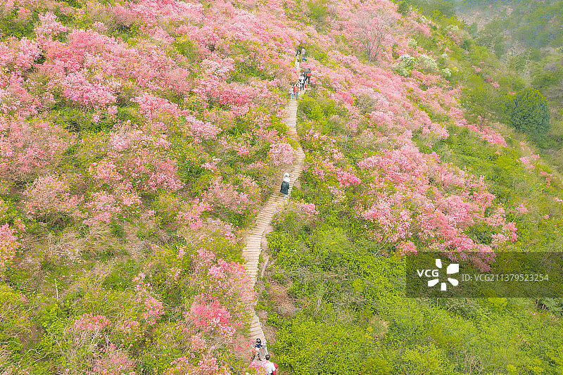 武汉黄陂云雾山杜鹃花海图片素材