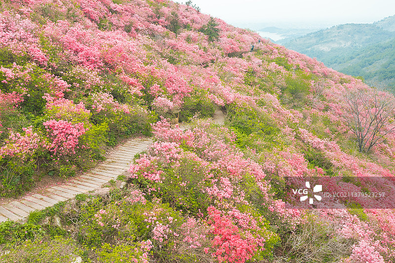 武汉黄陂云雾山杜鹃花海图片素材