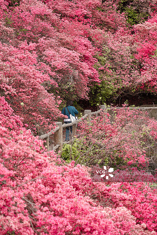 武汉黄陂云雾山杜鹃花海图片素材