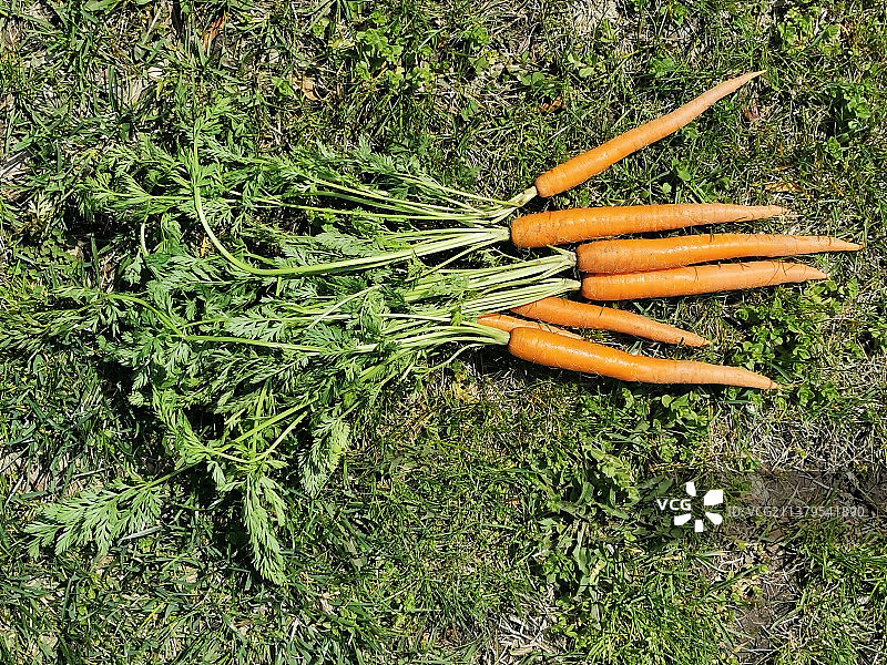 胡萝卜图片素材