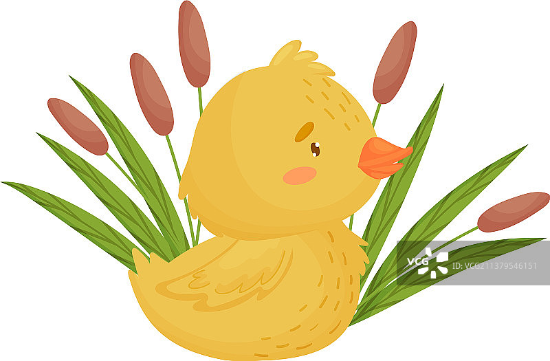 芦苇旁可爱的小黄鸭图片素材